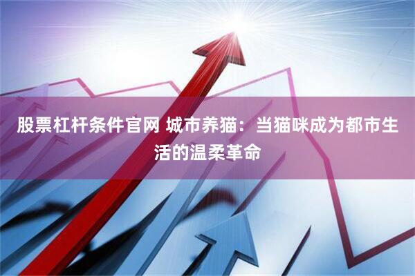 股票杠杆条件官网 城市养猫：当猫咪成为都市生活的温柔革命