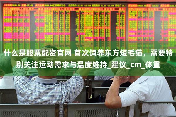 什么是股票配资官网 首次饲养东方短毛猫，需要特别关注运动需求与温度维持_建议_cm_体重